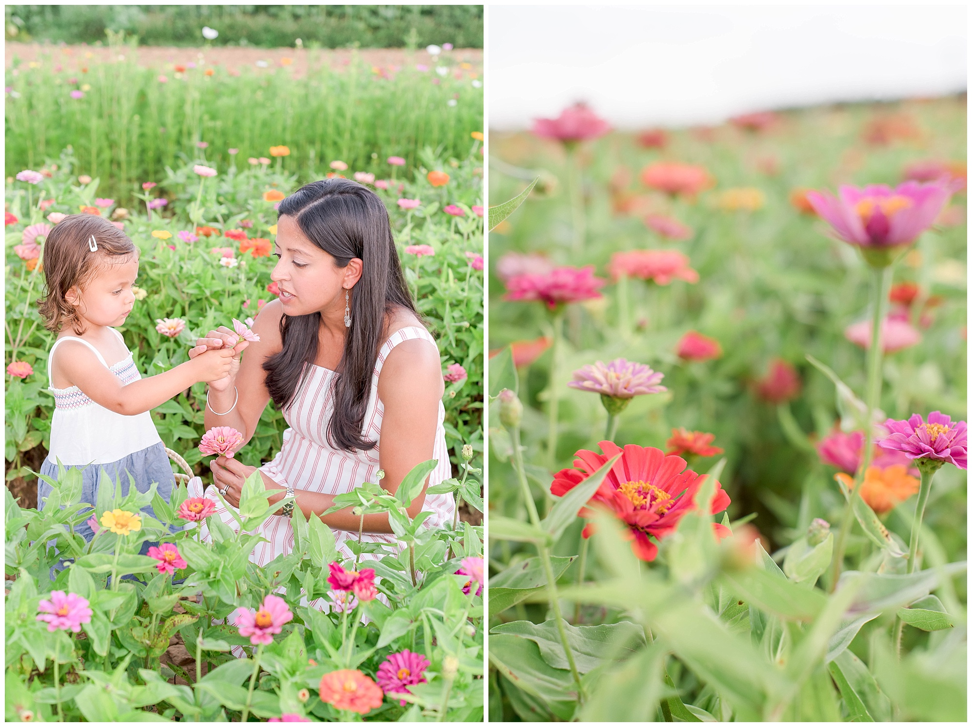 wildflower photos