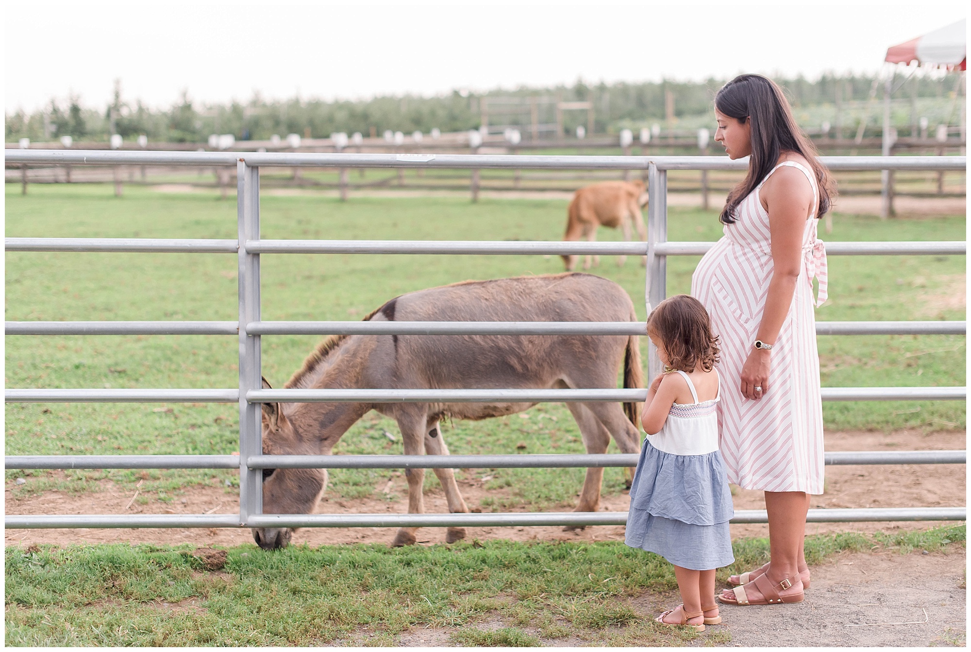 alstede farms