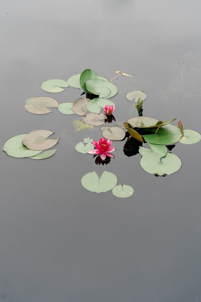 lily pads at brookyn botanical gardens